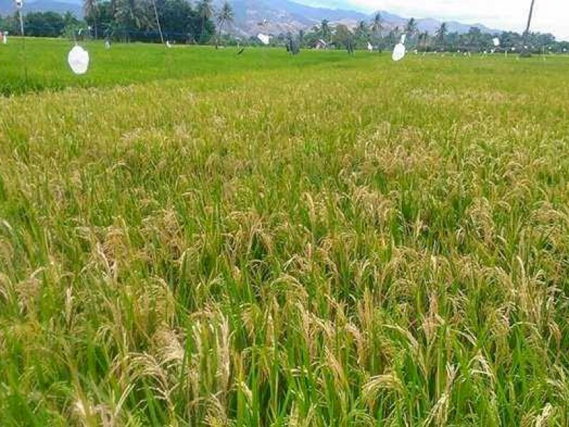 Terbitkan Perpres Tentang Cadangan Pangan, Pemerintah Bakal Kuasai 11 Bahan Pokok, Ini Dampaknya! 