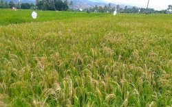 Terbitkan Perpres Tentang Cadangan Pangan, Pemerintah Bakal Kuasai 11 Bahan Pokok, Ini Dampaknya! 