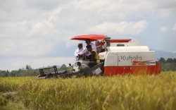 Stok Beras di Jabar, Jateng dan Sulsel Hingga Akhir 2022 Surplus