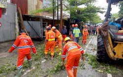 Gerak Cepat, Camat Mamajang Terjunkan Tim Satgas Evakuasi Pohon Tumbang yang Ganggu Arus Lalu Lintas