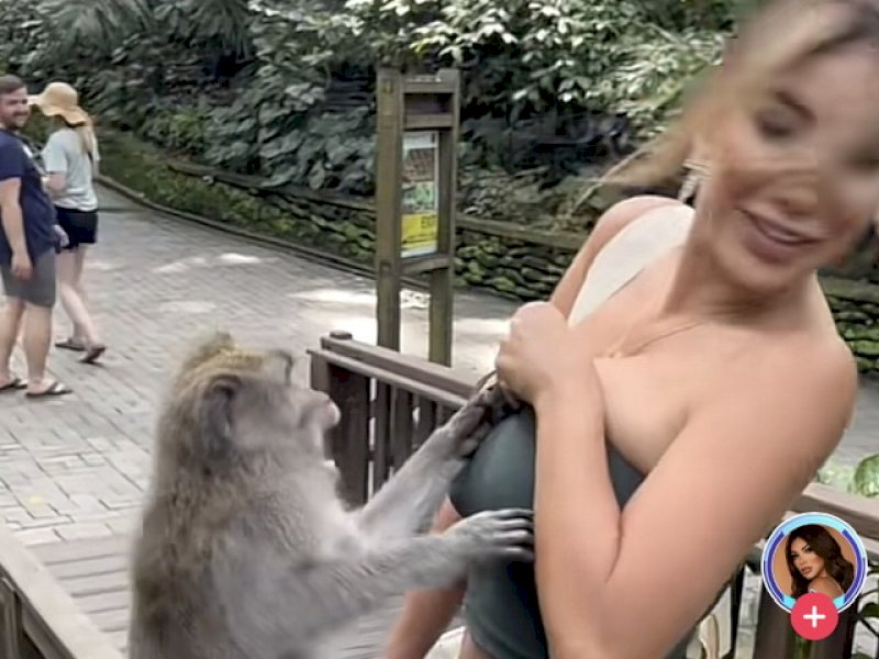 Kemben Miss Peru Ditarik Monyet Nakal Monkey Forest Bali