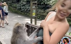 Kemben Miss Peru Ditarik Monyet Nakal Monkey Forest Bali