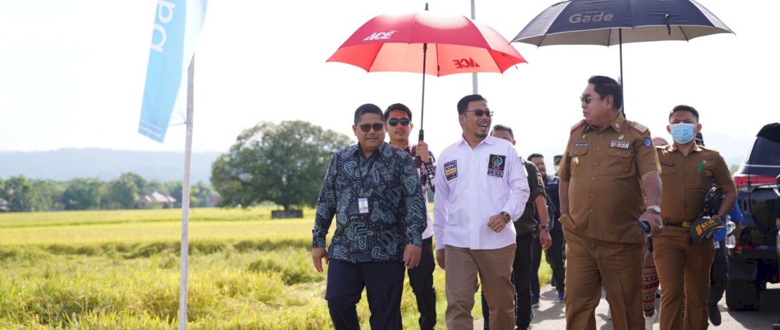 Sekertaris Daerah Provinsi Sulsel, Abdul Hayat Gani, menghadiri Panen Raya di Desa Je'ne Tallasa, Kecamatan Simbang, Kabupaten Maros, Selasa, 15 November 2022.