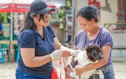 Bali Kendalikan PMK dan Rabies, Siap Sukseskan KTT G20 Mendatang