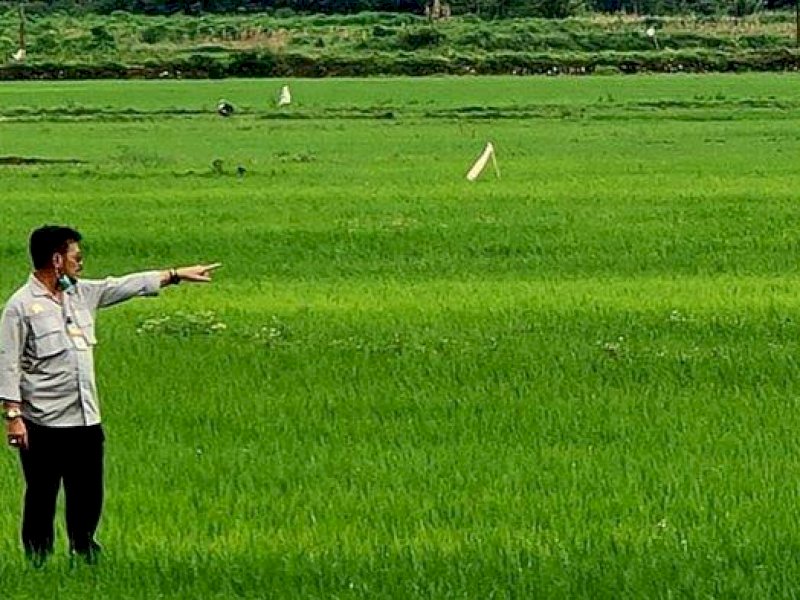 Kebijakan Pertanian dan Pembangunan Food Estate Bikin Indonesia Kebal Krisis