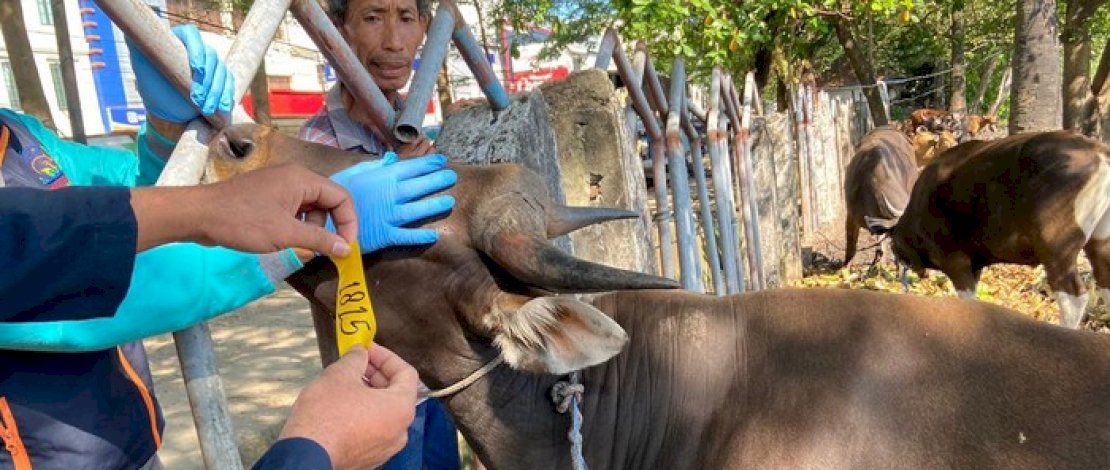 Satu Ekor Sapi Suspek PMK Ditemukan, Makassar Terapkan Lockdown Hewan Ternak Satu Ekor Sapi Suspek PMK Ditemukan, Makassar Terapkan Lockdown Hewan Ternak