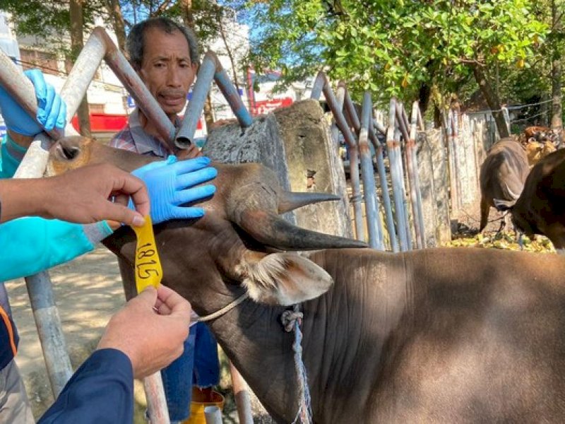 Satu Ekor Sapi Suspek PMK Ditemukan, Makassar Terapkan Lockdown Hewan Ternak