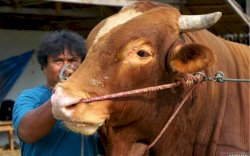 Malaysia Ikut RI Stop Impor Sapi dari Australia, Ada Apa?