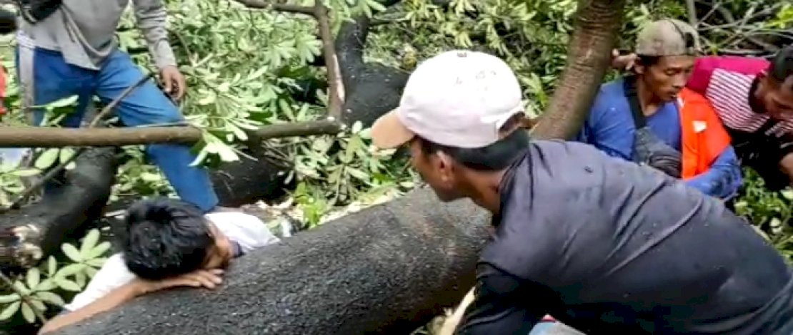 Tertimpa Pohon Tumbang, 2 Pekerja di PN Makassar Dilarikan ke RS