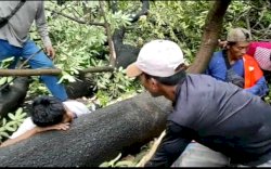 Tertimpa Pohon Tumbang, 2 Pekerja di PN Makassar Dilarikan ke RS