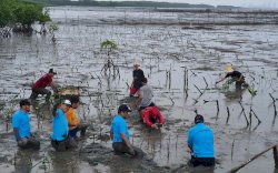 Peduli Lingkungan, Kreditplus Bersama YKL Indonesia Tanam 2.000 Mangrove di Makassar