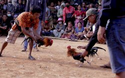 Judi Sabung Ayam, ASN Pemprov Sulsel Terjaring Operasi Pekat Lipu