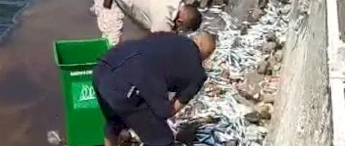 Ribuan ekor ikan terdampar di sekitar Pantai Mutiara, dekat Apartemen Regatta, Jakarta Utara. (Dok : istimewa) 