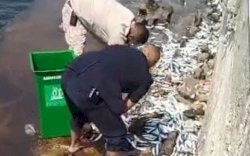 Ribuan Ikan Terdampar di Pantai Laut Mutiara Jakut, BMKG : Fenomena Laut Langka