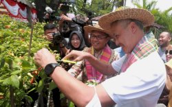Danny Pomanto Ajak Ganjar Pranowo Panen Cabai dan Ikan Nila di Lorong Wisata