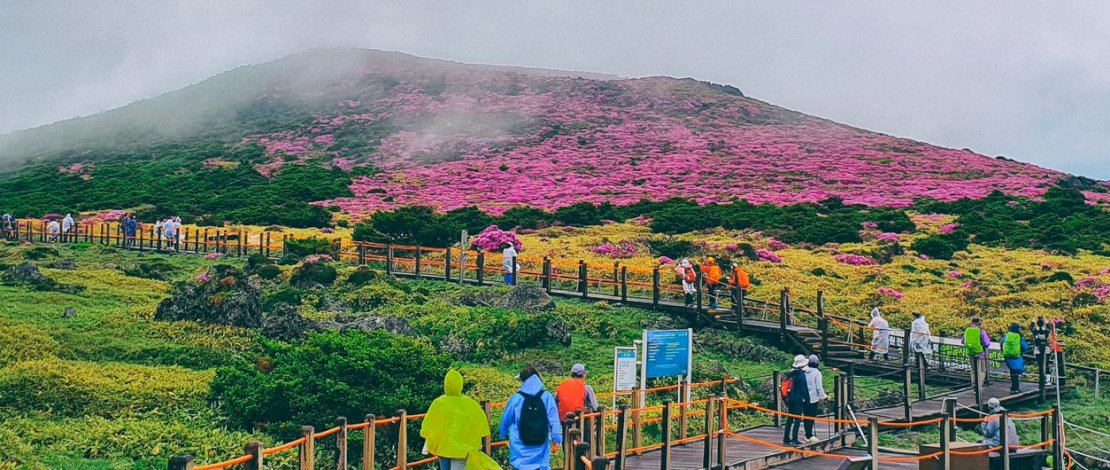 Mengenal Pulau Jeju yang Mirip Bali, Destinasi Kebanggaan di Korea Selatan 