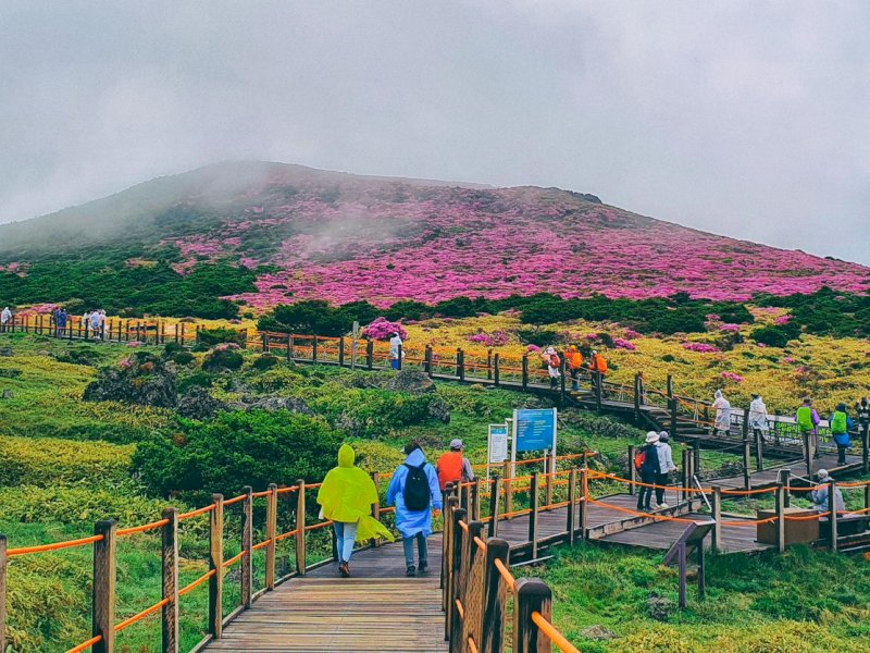 Mengenal Pulau Jeju yang Mirip Bali, Destinasi Kebanggaan di Korea Selatan 