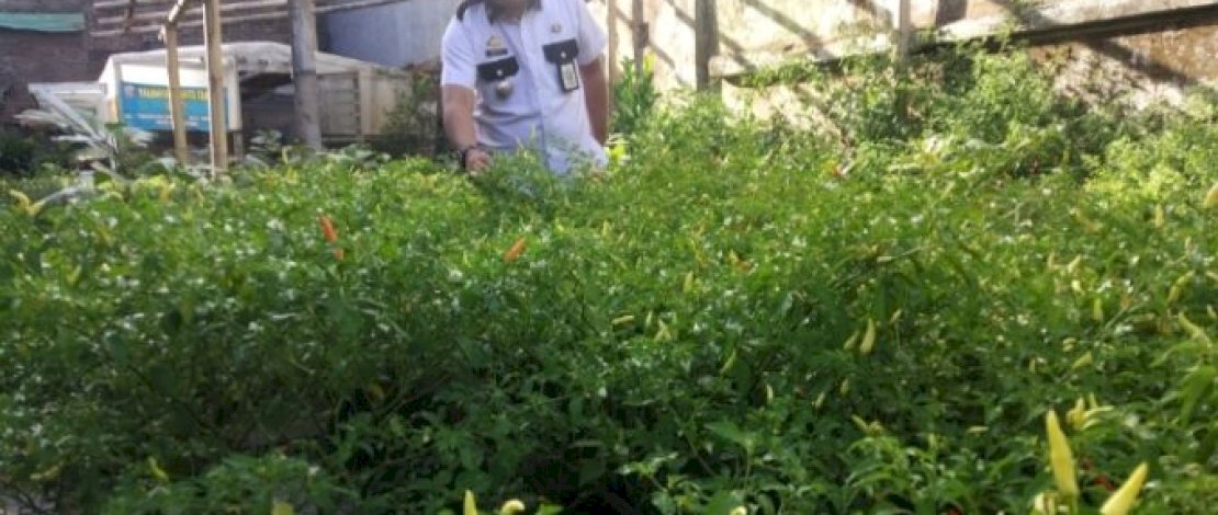 Lorong Produktif di Mallimongan Tua Ternyata Sudah ada Sejak 9 tahun lalu