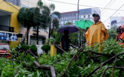 Kenakan Jas Hujan, Syahrial Syamsuri Turun Langsung Pantau Pembersihan Pohon Tumbang