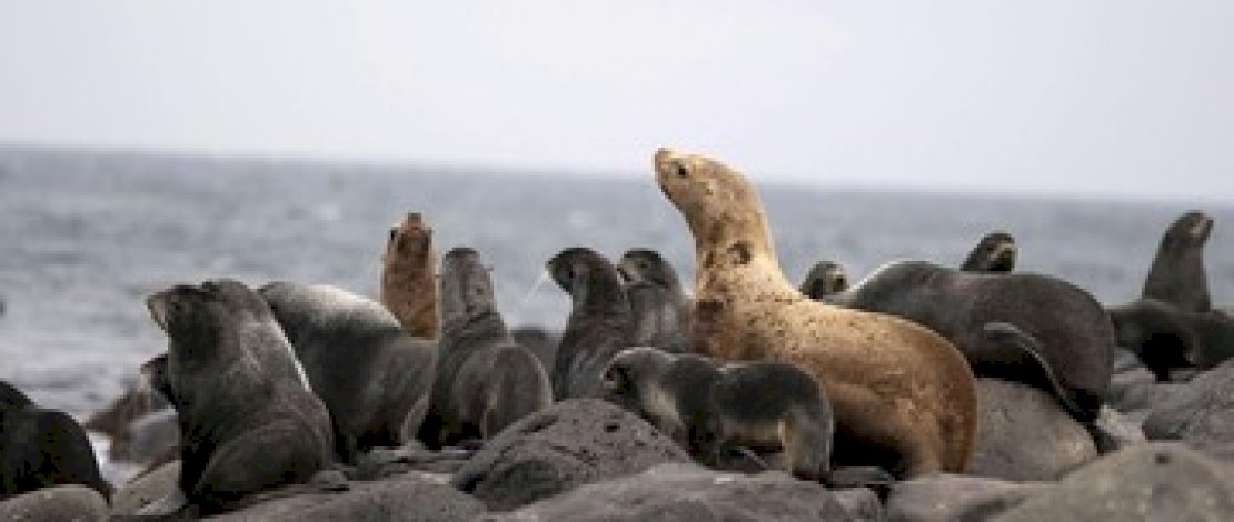 2.500 Anjing Laut Ditemukan Mati di Pantai Kaspia
