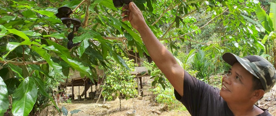 Akis Nuru menunjukkan tanaman jengkol yang telah berbuah dan siap panen. Hanya butuh 4 tahun jengkol untuk berbuah setelah masa tanam. Sepohon jengkol bisa menghasilkan buah 8-20 kg.