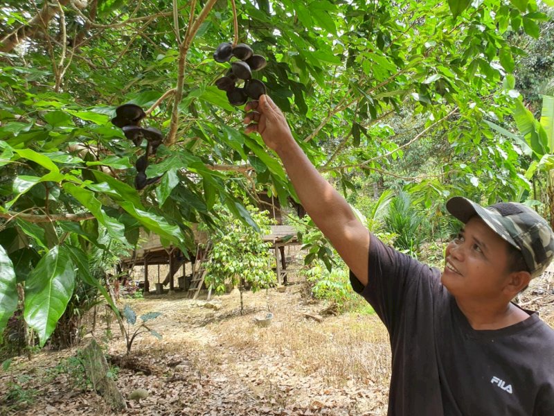 Melirik Potensi Desa Uraso, Miliki Beragam Sumber Pangan