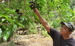 Melirik Potensi Desa Uraso, Miliki Beragam Sumber Pangan