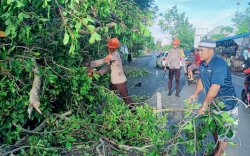 Respon Cepat SAR Yon C Pelopor Evakuasi Pohon Tumbang di Yos Sudarso