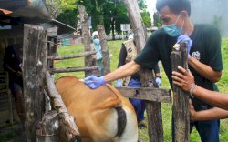 Ternak Sapi Potong di Parepare Capai 5418 Ekor, Tim Satgas PMK Pare-pare Siaga 24 Jam