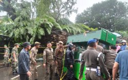 Malang! Sedang Asik Makan Bakso 5 Orang di Makassar Jadi Korban Pohon Tumbang