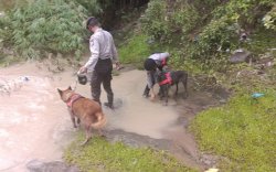 Dua Anjing Pelacak Ikut Bantu Cari Korban Longsor di Cenrana