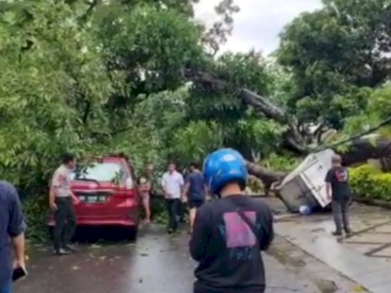 Dua Unit Mobil Rusak Tertimpa Pohon Tumbang di Chaeril Anwar