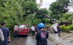 Dua Unit Mobil Rusak Tertimpa Pohon Tumbang di Chaeril Anwar