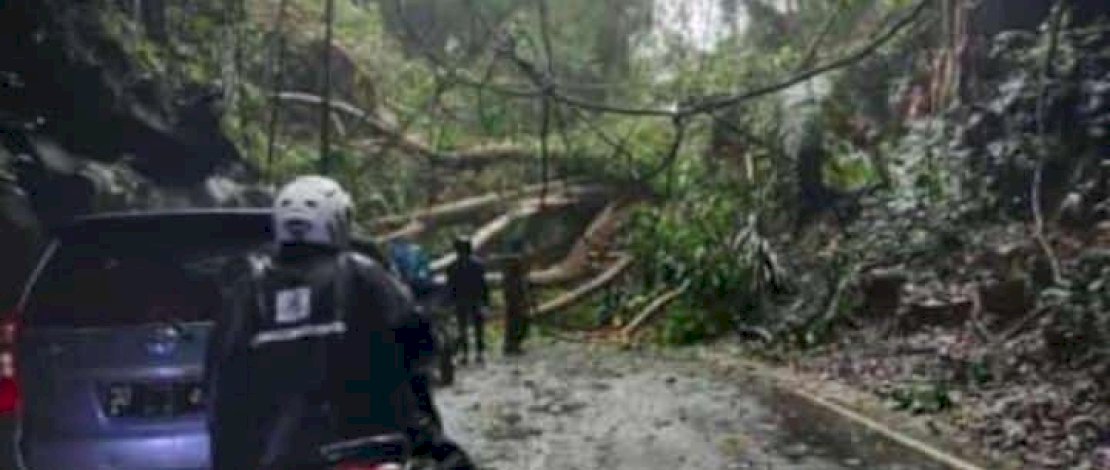 Breaking News : Pohon Tumbang di Hutan Karaengta Blokade Jalan Poros Maros-Bone