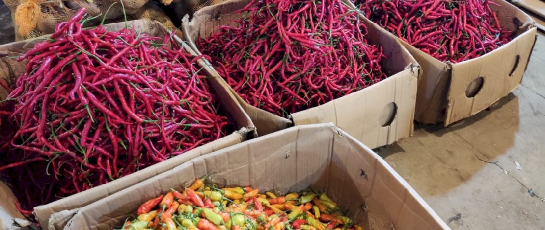 Pasokan cabai melimpah jelang pergantian tahun.