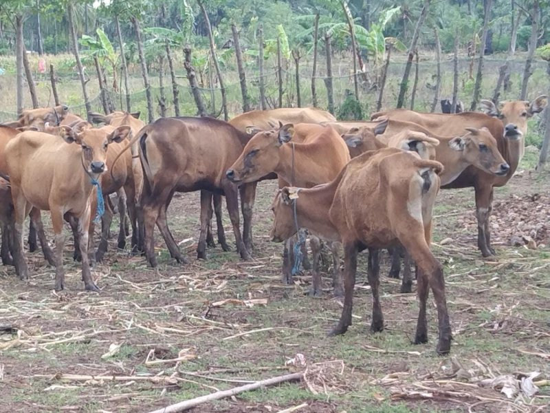 Tercium Aroma Pungli, Bantuan Sapi Korban Bencana Banjir di Jeneponto