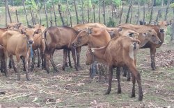 Tercium Aroma Pungli, Bantuan Sapi Korban Bencana Banjir di Jeneponto