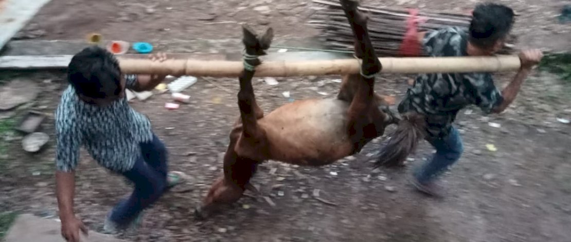 Kuda Bantuan Ternak di Jeneponto Tiba-tiba Mati Legislator Gerindra :  Kurus dan Penyakitan