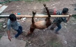 Kuda Bantuan Ternak di Jeneponto Tiba-tiba Mati Legislator Gerindra :  Kurus dan Penyakitan