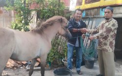 Kuda Mati yang Diterima Kelompok Bunga Kapasa Jeneponto Diganti, Dg Raja : Terima Kasih Pak Kabid