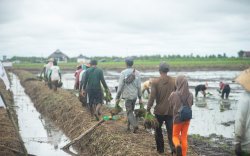Food Estate Penting untuk Jaga Ketahanan Pangan Nasional
