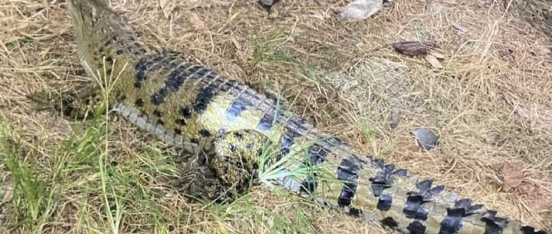 Warga Desa Kampoti Kecamatan Dua Boccoe Kabupaten Bone digegerkan dengan seekor buaya sungai yang berukuran kurang lebih 2 meter, pada Selasa 24 Januari 2023. Warga Desa Kampoti Kecamatan Dua Boccoe Kabupaten Bone digegerkan dengan seekor buaya sungai yang berukuran kurang lebih 2 meter, pada Selasa 24 Januari 2023.