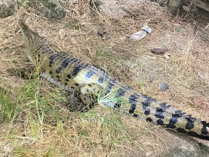 Buaya Berukuran 2 Meter Naik Ke Pemukiman, Warga Dibuat Panik