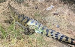 Buaya Berukuran 2 Meter Naik Ke Pemukiman, Warga Dibuat Panik