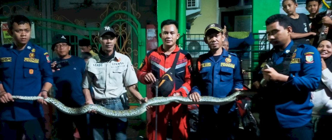 Damkar Makassar mengamankan ular piton sepanjang dua meter yang masuk ke rumah warga. Damkar Makassar mengamankan ular piton sepanjang dua meter yang masuk ke rumah warga.
