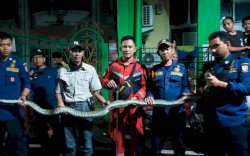 Ular Piton Dua Meter Nyelonong Masuk ke Rumah Warga