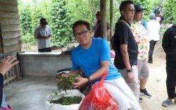 Produksi Lada di Kabupaten Belitung Semakin Pesat, Petani Sasar Peluang Ekspor