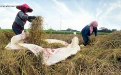 NTP Januari Capai 109,84, Akademisi IPB dan DPR Apresiasi Kinerja Sektor Pertanian