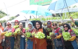 Ketua Bidang Pangan Oase-KIM Dorong Masyarakat Manfaatkan Pekarangan Rumah Sebagai Sumber Makanan Sehat