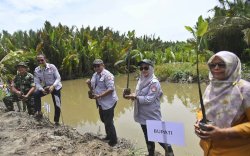 5.000 Pohon Mangrove Ditanam di Pesisir Luwu Utara